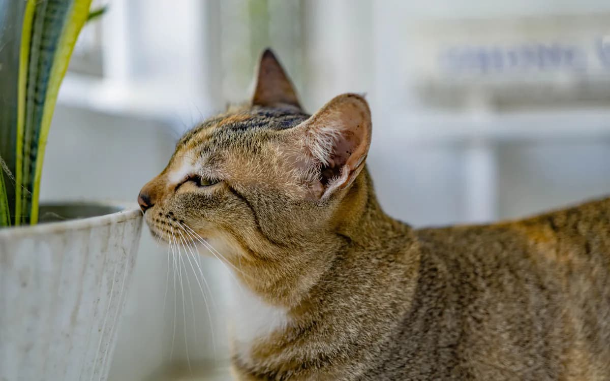 Gato olfateando una planta de interior